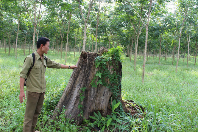 Yêu[-]cầu[-]kiểm[-]tra[-]lại[-]vụ[-]“Ban[-]phát[-]đất[-]rừng[-]cho[-]quan[-]chức”